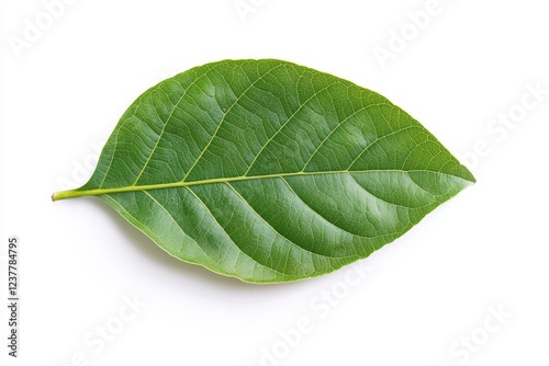 Single green leaf isolated on white background (2)