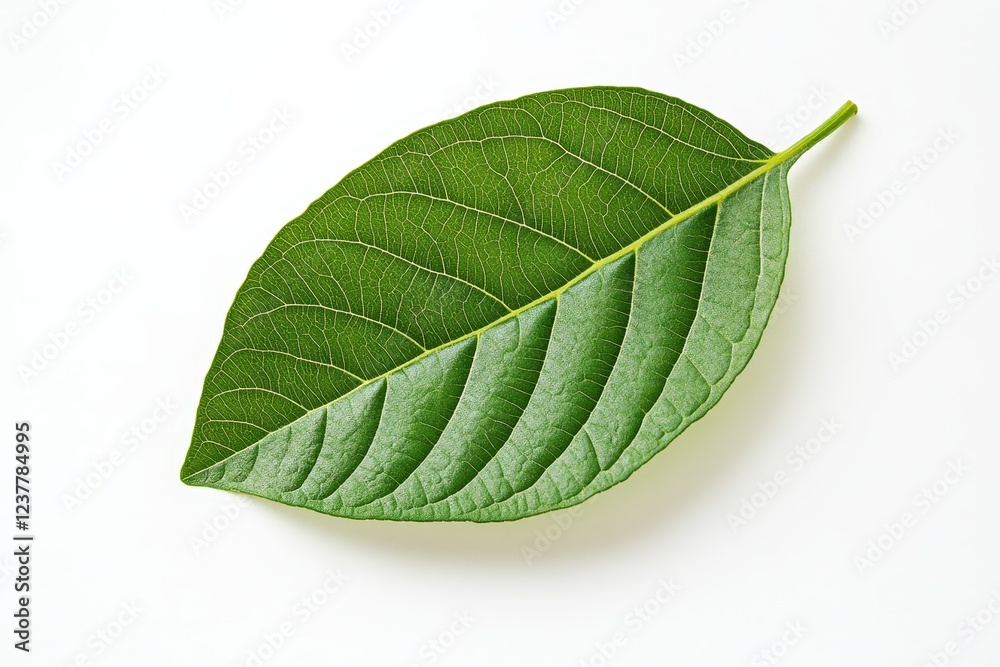 Obraz premium Single green leaf isolated on white background (1)