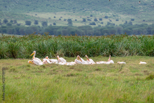 pelicans in wetlands of arusha national park, tanzania photo