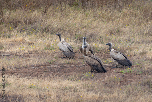 Vultures resting in Iturot Region, Arusha, Tanzania photo