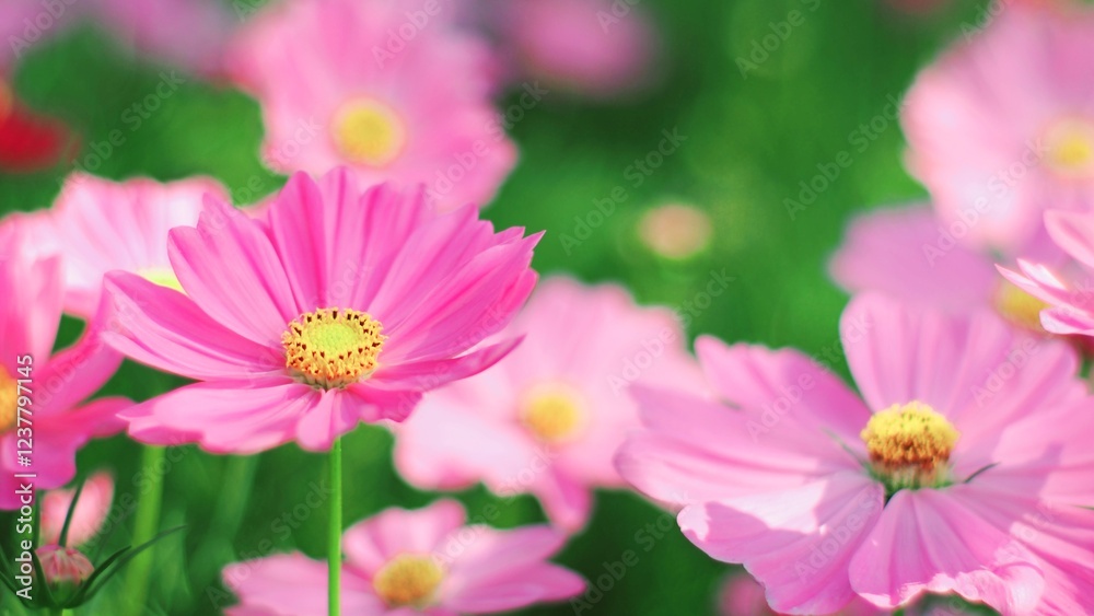Delicate pink cosmos flowers sway gently in a vibrant green field, basking in the soft glow of sunlight. Delicate pink cosmos flowers sway gently in a vibrant green field, basking in the soft glow of sunlight.