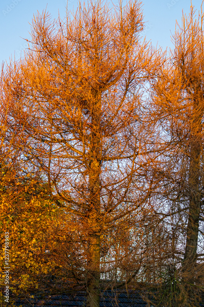 Fototapeta premium Golden Morning Light Illuminating Majestic British Pine Trees at Sunrise. Towering evergreen conifers glowing with warm amber sunlight creating a natural pattern of branches in the UK countryside
