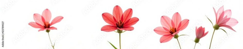 Fototapeta premium Delicate red flower isolated on white background, nature, wildflowers