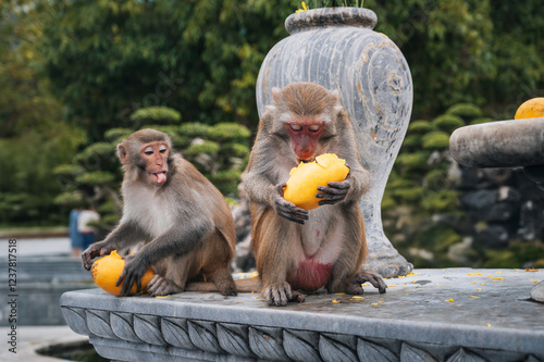 Fototapet two wild monkeys eats mango at Linh Ung pagoda on Monkey Mountain on Son Tra Isl