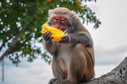Happy funny monkey eats mango sitting on a tree in the forest in the wild nature