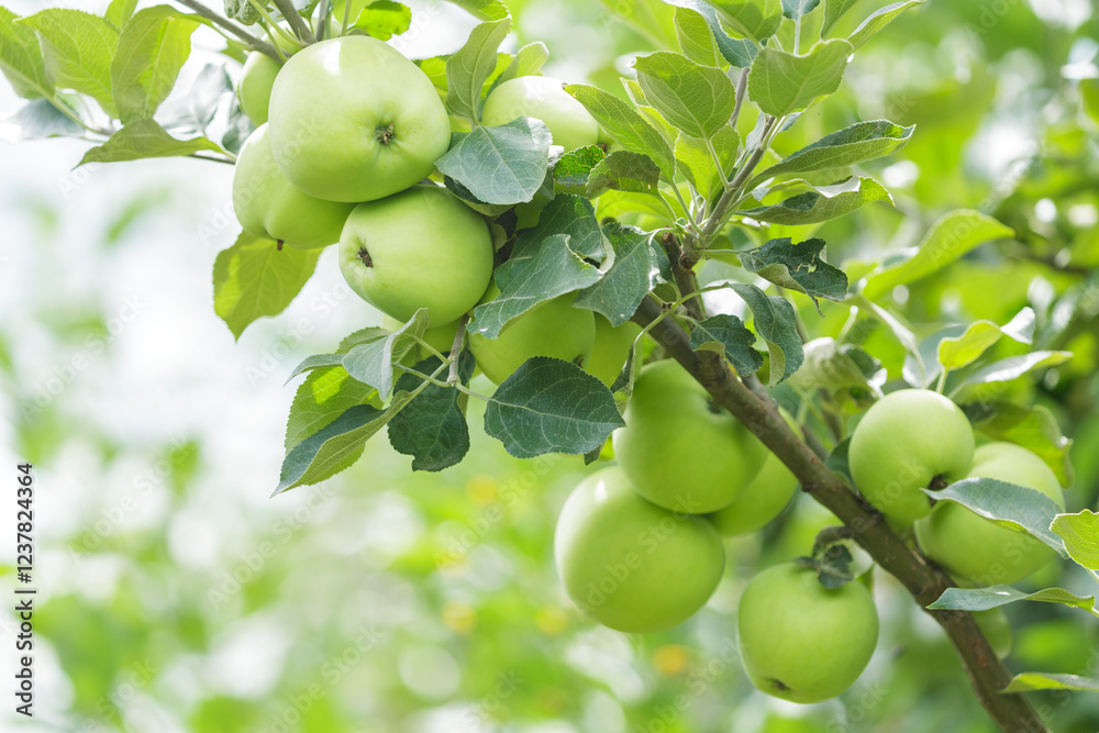 Branch of ripe green apples hanging on tree in orchard garden Branch of ripe green apples hanging on tree in orchard garden