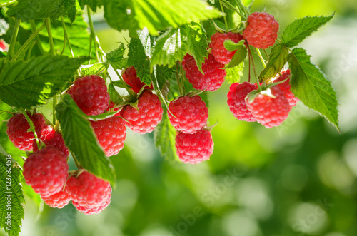 branch of fresh ripe raspberries in garden