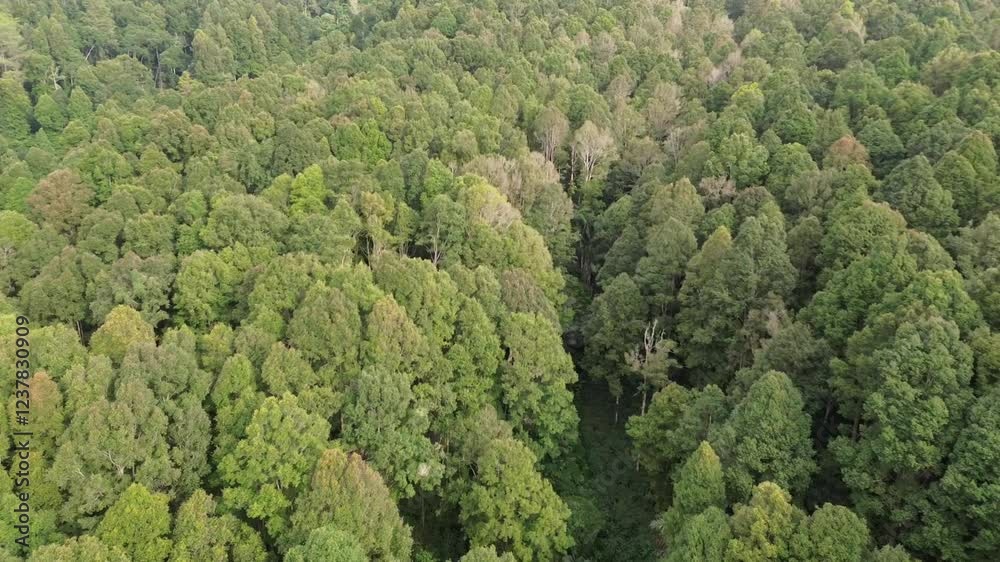 drone video of the mala tree forest in Indonesia
drone video of the mala tree forest in Indonesia