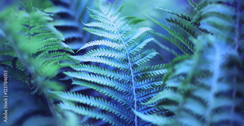 Plants and flowers macro. Detail of petals and leaves at sunset. Natural nature background.
