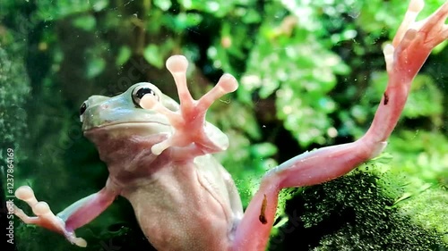 frog terrarium webbing suction cups fingers zoo nature funny eyes 