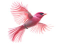 Pink bird flying with wide open wings on transparent background