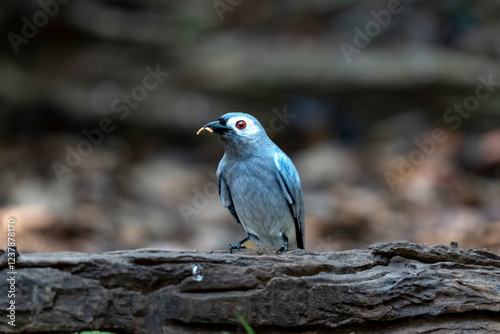 Ashy drongo in Ma Da forest, Dong Nai province, Vietnam photo