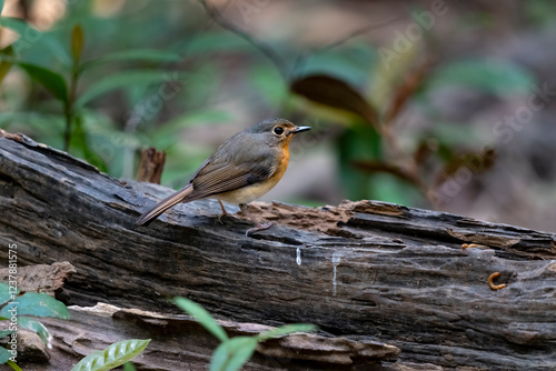 Puff-throated bulbul in Ma Da forest, Dong Nai province, Vietnam, photo