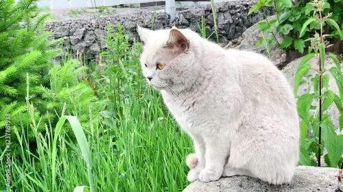 Cat lying on a log.Scottish cat breed pet gray fluffy with amber eyes, playful enthusiastic, hunting peeks out in the bushes outside