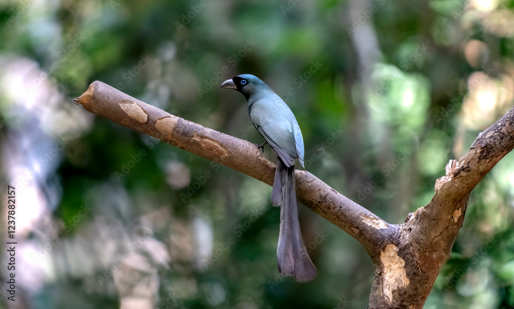 Racket-tailed treepie in Ma Da forest, Dong Nai province, Vietnam Racket-tailed treepie in Ma Da forest, Dong Nai province, Vietnam