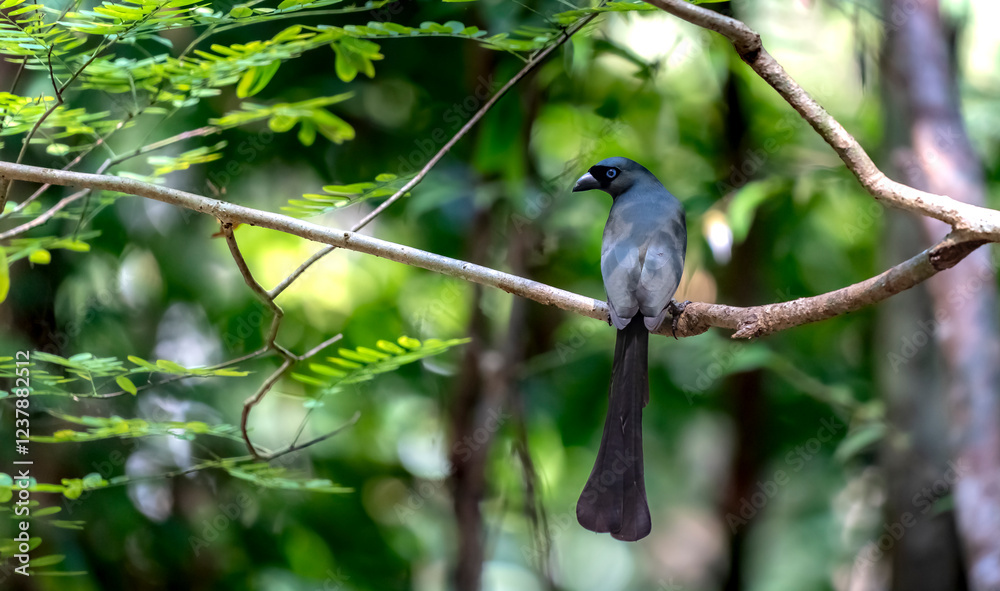 Racket-tailed treepie in Ma Da forest, Dong Nai province, Vietnam Racket-tailed treepie in Ma Da forest, Dong Nai province, Vietnam