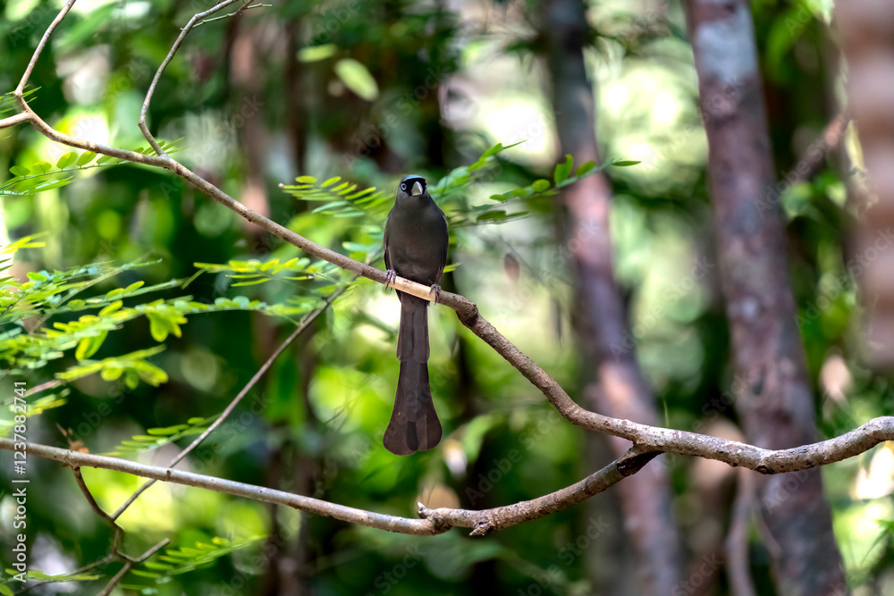 Racket-tailed treepie in Ma Da forest, Dong Nai province, Vietnam Racket-tailed treepie in Ma Da forest, Dong Nai province, Vietnam