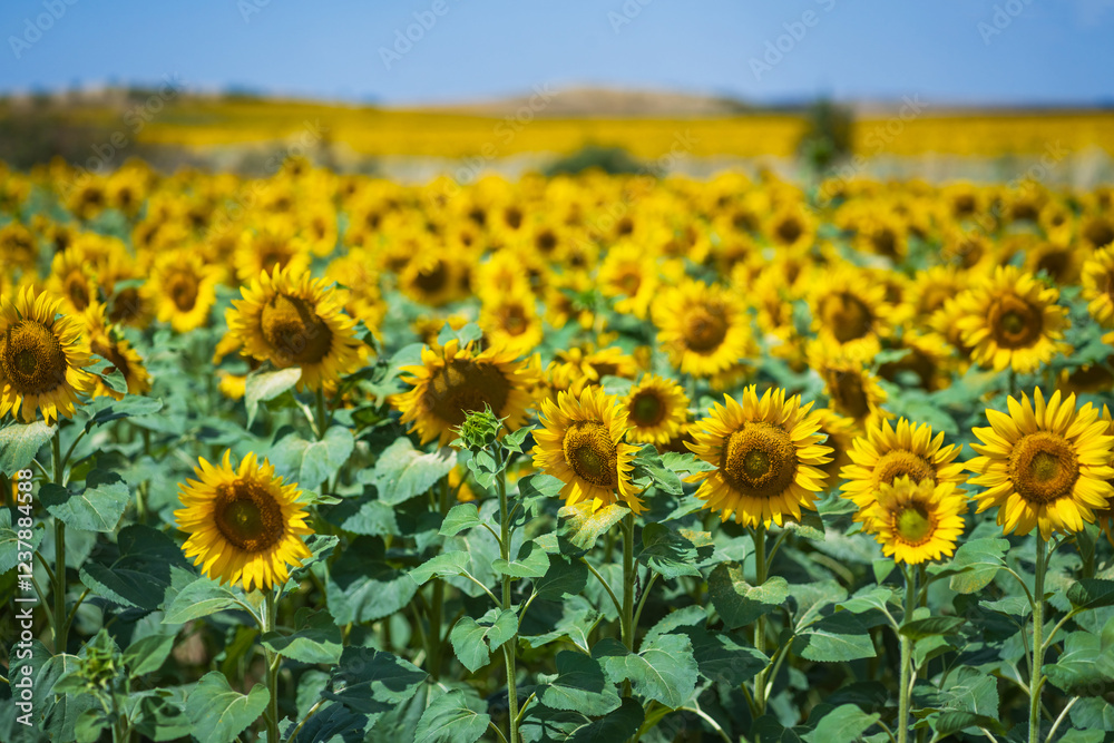 Beautiful sunflower field under blue sky with clouds on a sunny day. Beautiful sunflower field under blue sky with clouds on a sunny day.