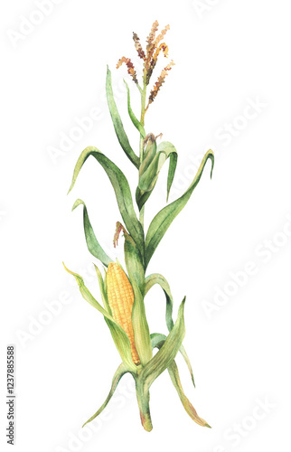 Corn plant. Golden maize plant stalk with corncob, flowers and green leaves, husks. Watercolor clipart. Realistic hand painting isolated from background illustration for food, agricultural product.