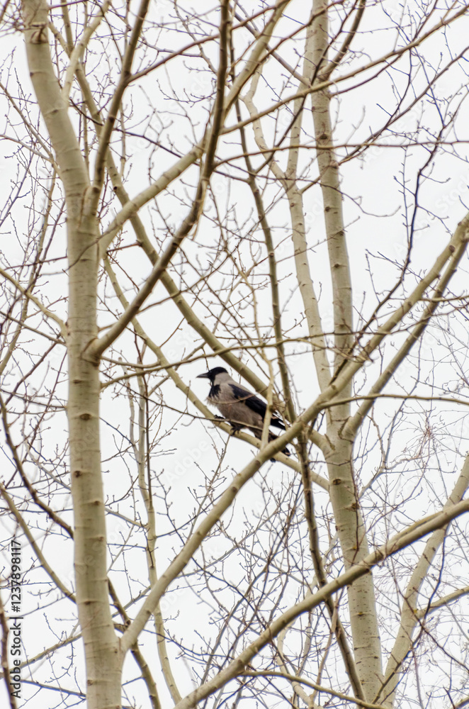 Hooded crow (Corvus cornix) perched on bare tree branches. Bird watching, calm tone, eye-level view, natural setting, winter scene, nature photography emphasizing stillness and minimalism. Hooded crow (Corvus cornix) perched on bare tree branches. Bird watching, calm tone, eye-level view, natural setting, winter scene, nature photography emphasizing stillness and minimalism.