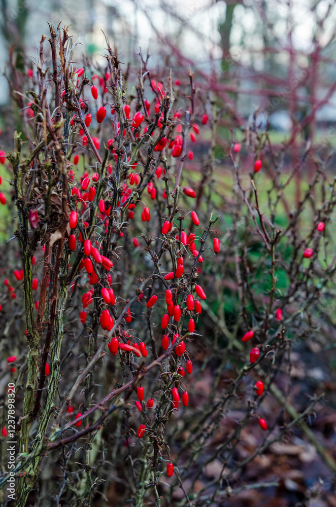 Vibrant red berries on thorny branches in autumn. Nature close-up, moody tone, shallow depth, outdoors, rural garden, autumn feel showcasing natural textures and contrast. Vibrant red berries on thorny branches in autumn. Nature close-up, moody tone, shallow depth, outdoors, rural garden, autumn feel showcasing natural textures and contrast.
