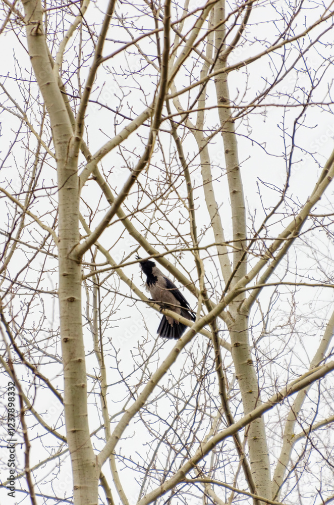 Hooded crow (Corvus cornix) perched on bare tree branches. Bird watching, calm tone, eye-level view, natural setting, winter scene, nature photography emphasizing stillness and minimalism. Hooded crow (Corvus cornix) perched on bare tree branches. Bird watching, calm tone, eye-level view, natural setting, winter scene, nature photography emphasizing stillness and minimalism.