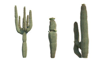 Gordijnen Cactus Saguaro cactussen vooraanzicht collectie  © stanslavov