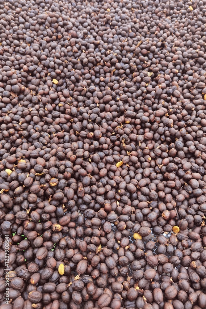 Coffee beans drying in the sun Coffee beans drying in the sun