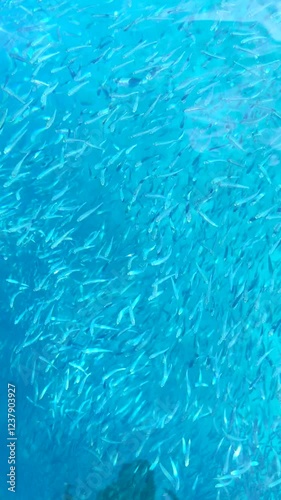 Wallpaper Mural Vertical Video : School of Fish Under Crystal Clear Blue Sea Water Scenery Seen From Above Torontodigital.ca