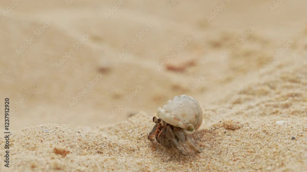 A small hermit crab navigates through soft sand on a beach during sunset. The gentle waves in the background add to the serene atmosphere of this coastal scene. A small hermit crab navigates through soft sand on a beach during sunset. The gentle waves in the background add to the serene atmosphere of this coastal scene.
