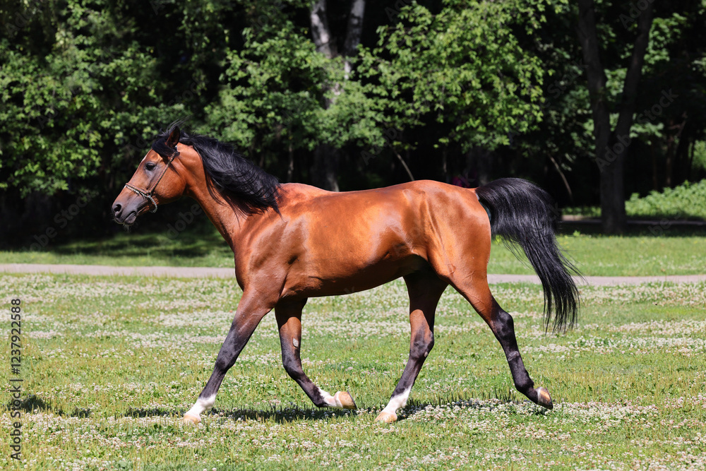 Arabian horse walks in green spring field Arabian horse walks in green spring field
