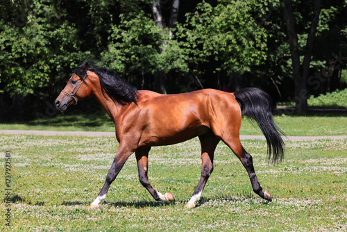 Arabian horse walks in green spring field