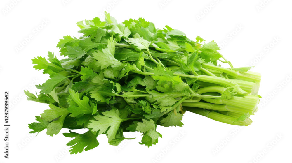 Bunch of fresh green celery on transparent background Bunch of fresh green celery on transparent background