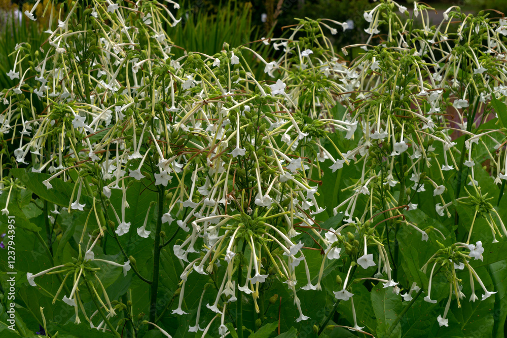 Fototapeta premium Summer flowerbed in the sunlight with beautiful white tobacco flowers.
