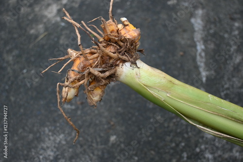 Fototapeta Naklejka Na Ścianę i Meble -  Raw Turmeric Root with plant. rhizomes fresh or boiled in water and dried, after which they are ground into yellow powder. Its used as a spice in food in many countries including India. Curcuma longa.