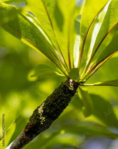 Myrmecodia, epiphytic plants close up photo