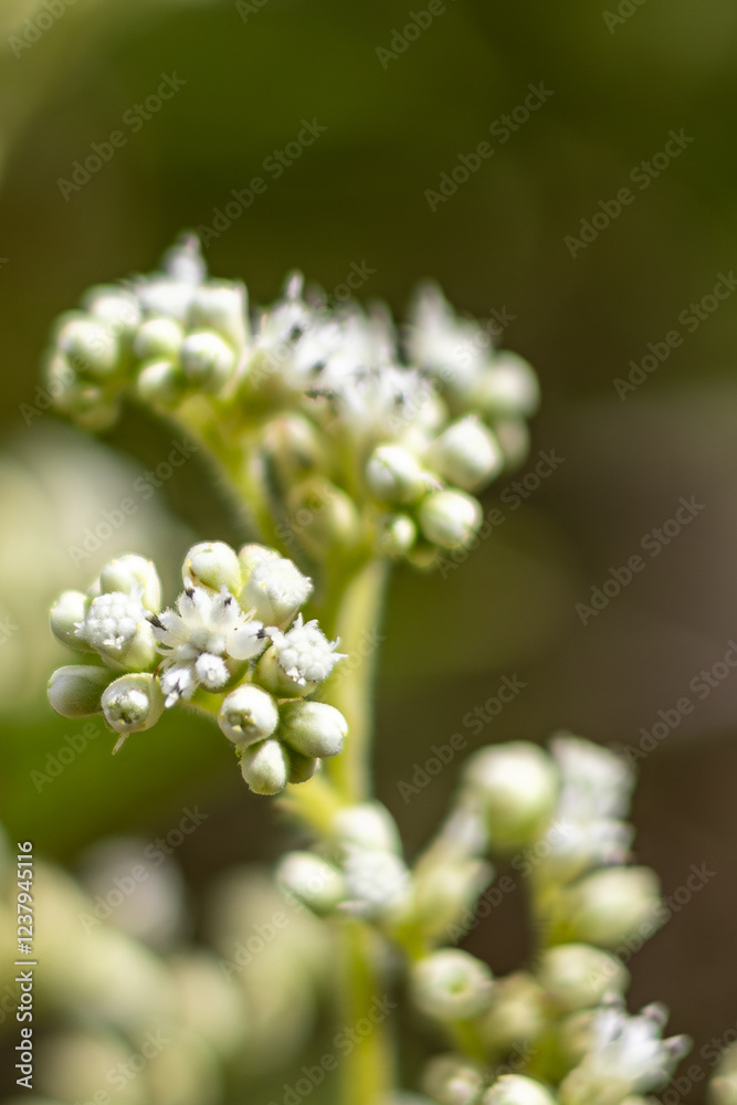 White bud closeup blurred background White bud closeup blurred background