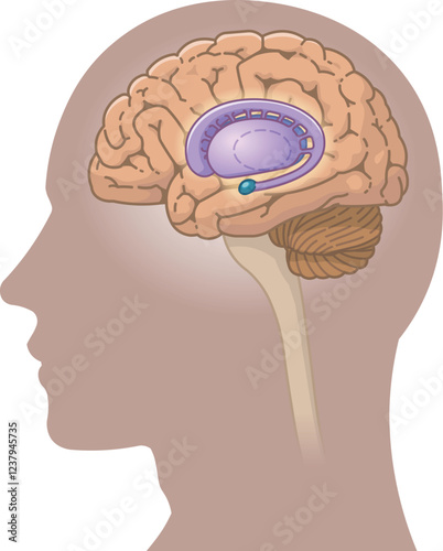 central nervous system、brain、cerebrum、cerebellum、basal ganglia、illustration