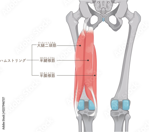 ハムストリング、大腿二頭筋のイラスト　hamstrings illustration