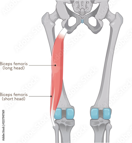 大腿二頭筋のイラスト　biceps femoris illustration