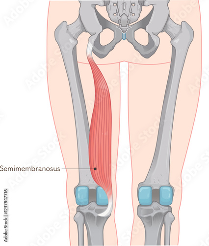 半膜様筋のイラスト　semimembranosus illustration