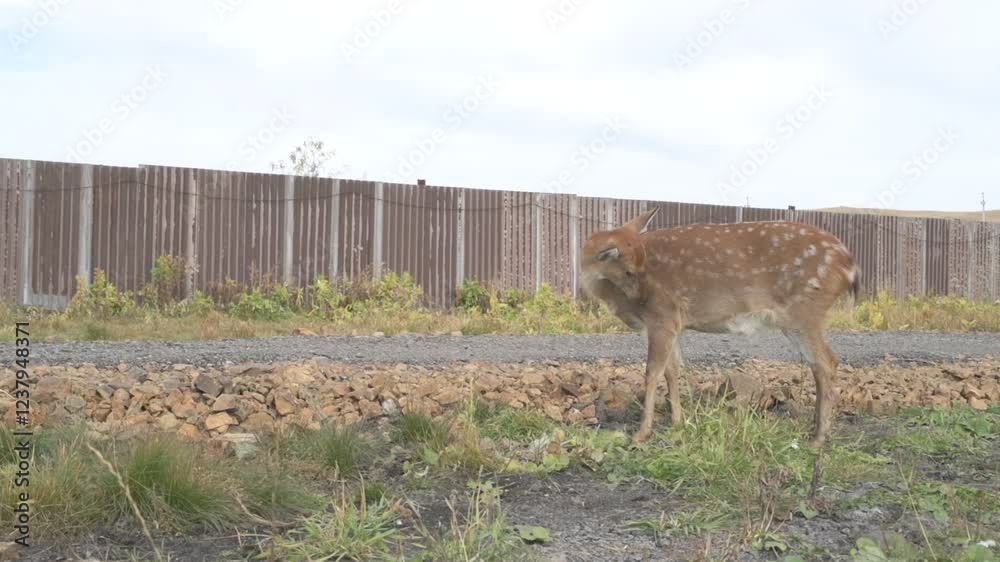Portrait of a young female sika deer on a farm