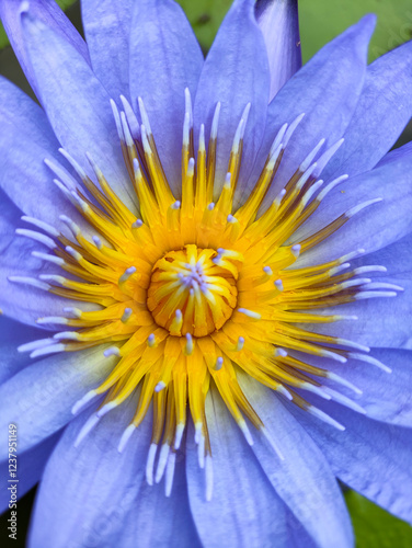 Blooming water lily flower