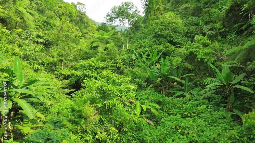 natural forest in Indonesia morning
natural forest in Indonesia morning