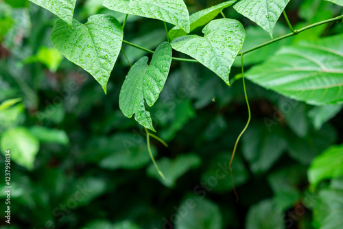 Fresh green leaves in heart shape