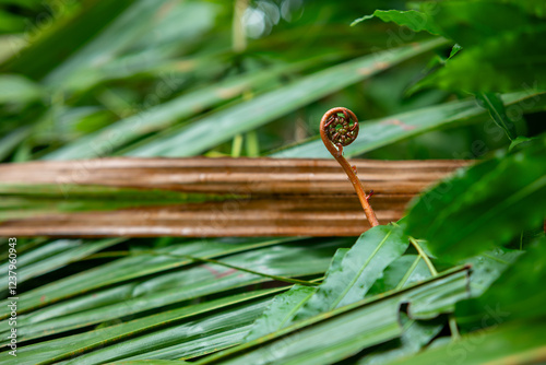 The shoots of fern leaves are spiral shaped photo