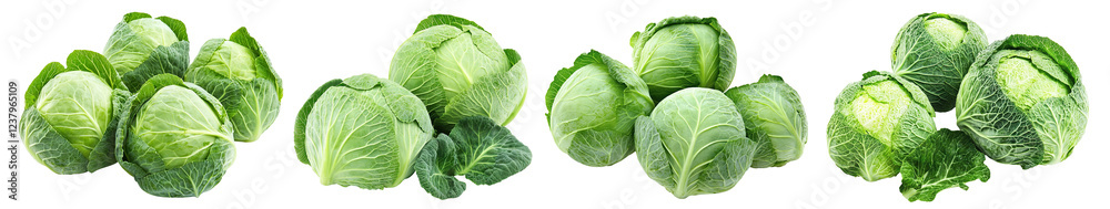 Set of fresh green cabbage heads, isolated on transparent cutout background Set of fresh green cabbage heads, isolated on transparent cutout background