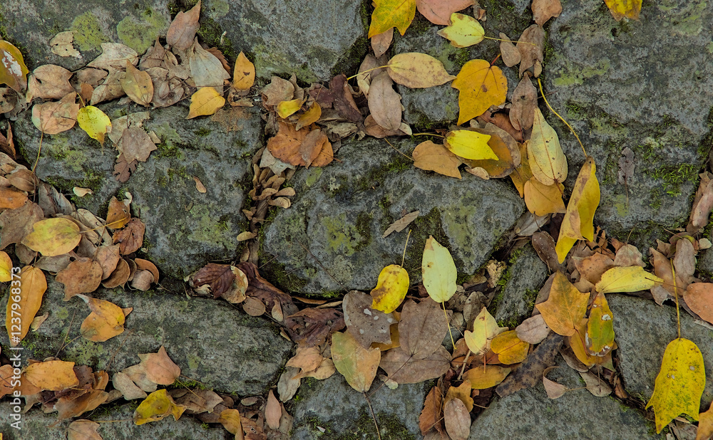 Top-down view of fallen yellow and brown leaves over rocks partially coated with lichen and moss