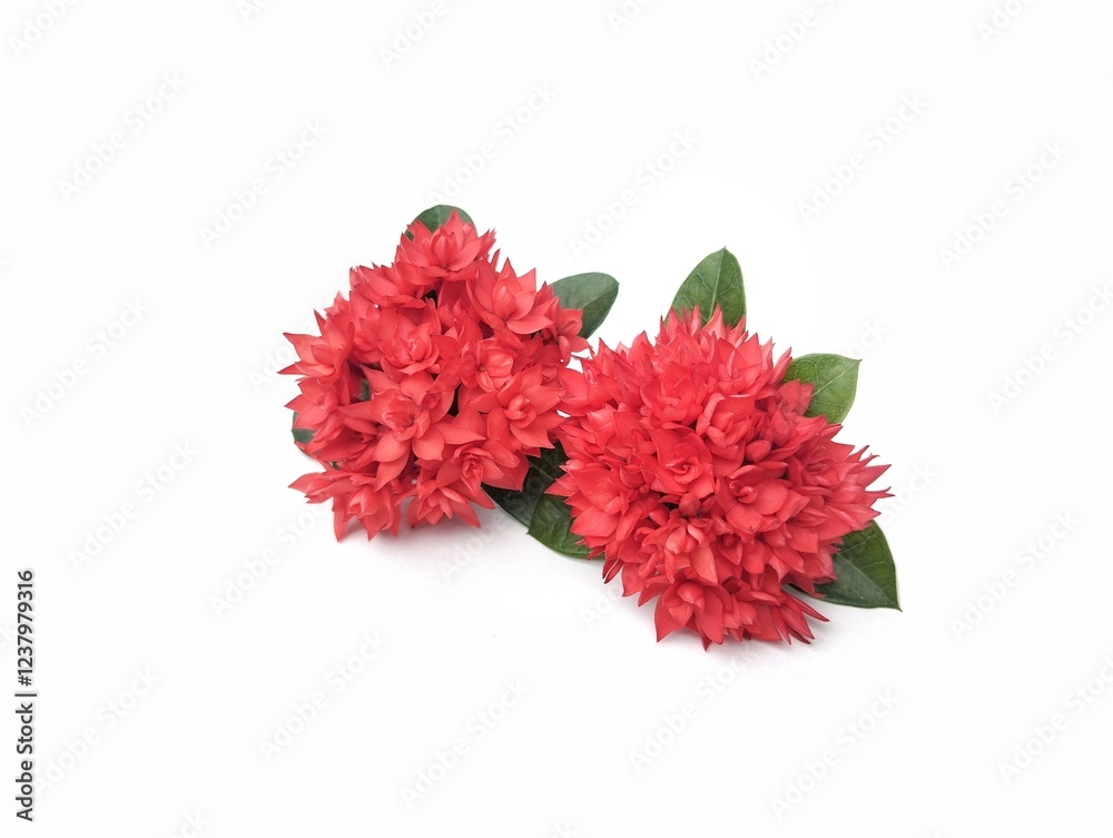 Beautiful red asoca flowers isolated on white background. Floral decoration, Botanical photography for creative design 