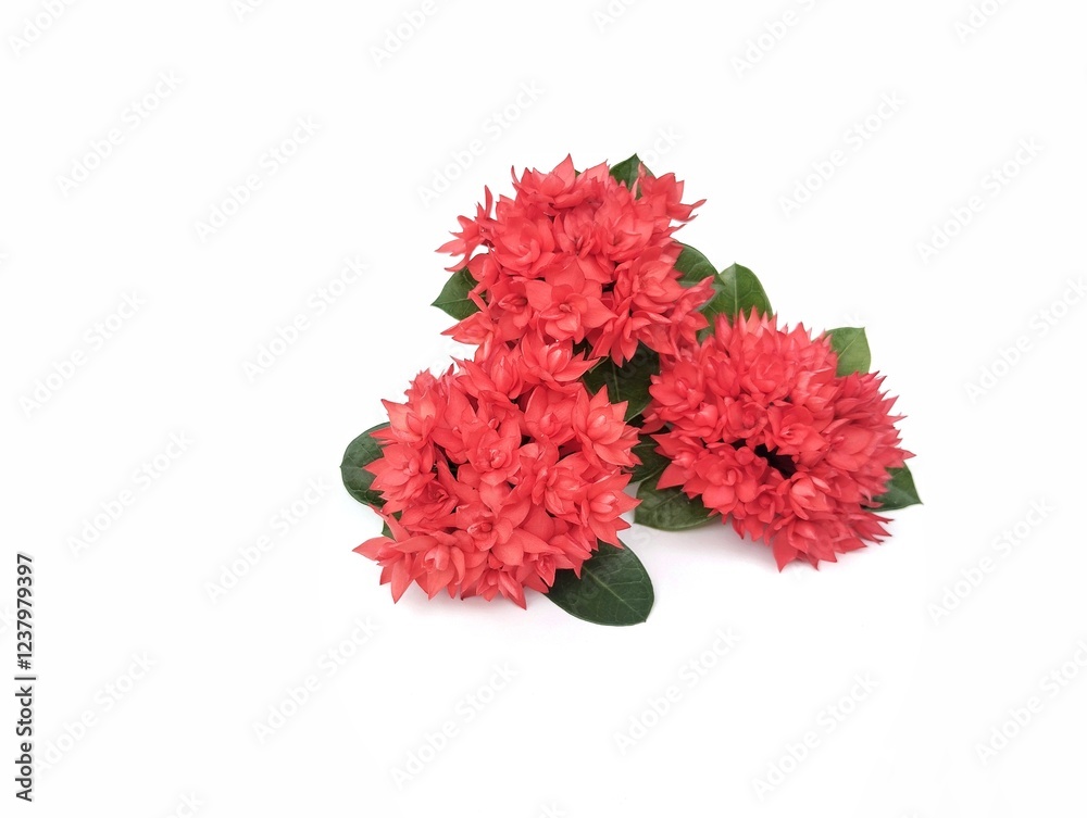 Beautiful red asoca flowers isolated on white background. Floral decoration, Botanical photography for creative design Beautiful red asoca flowers isolated on white background. Floral decoration, Botanical photography for creative design